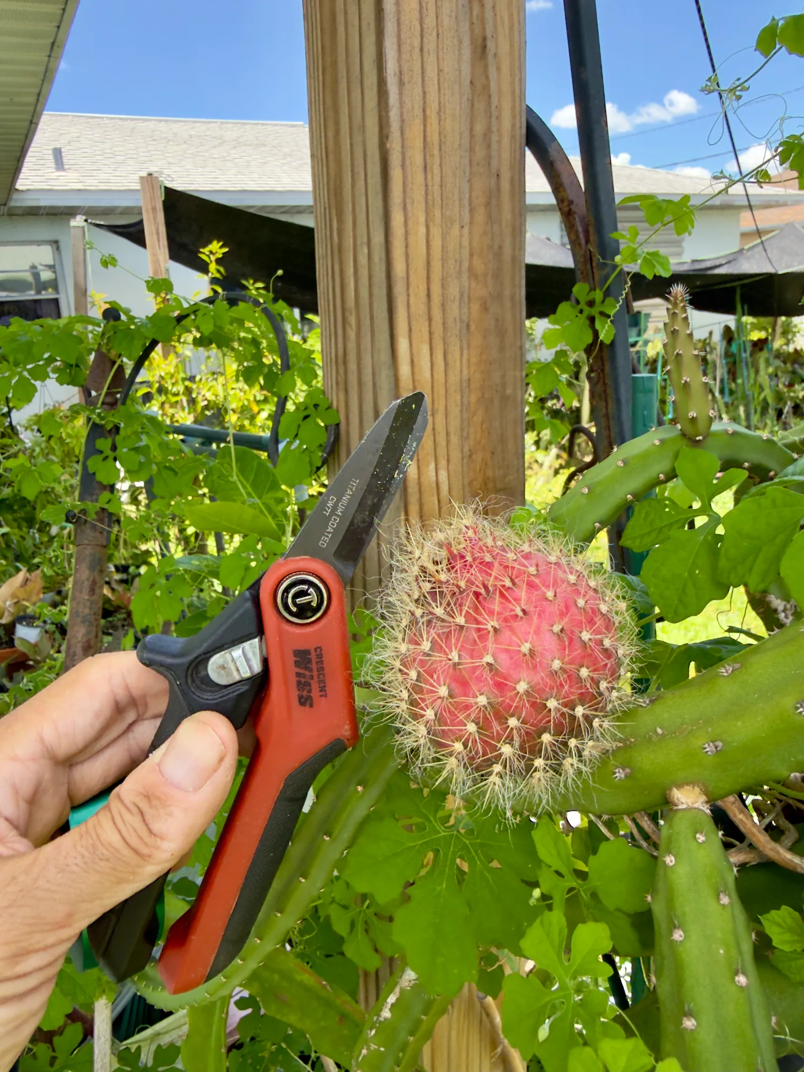 An incredibly crazy looking round fruit, slightly larger than a golf ball in size, that is crimson red and covered in prickly white spines. Exotic and completely fascinating.