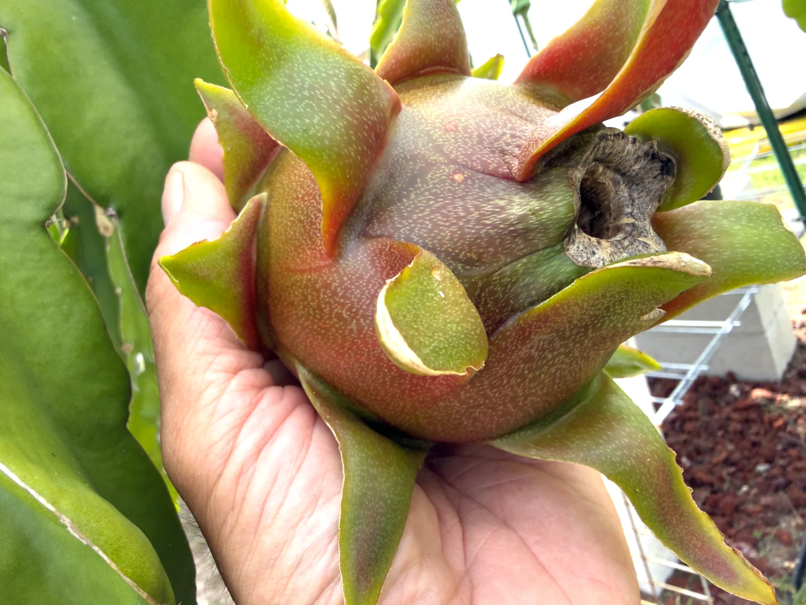A wonderful ripe Halley's Comet fruit, held in hand for perspective.
