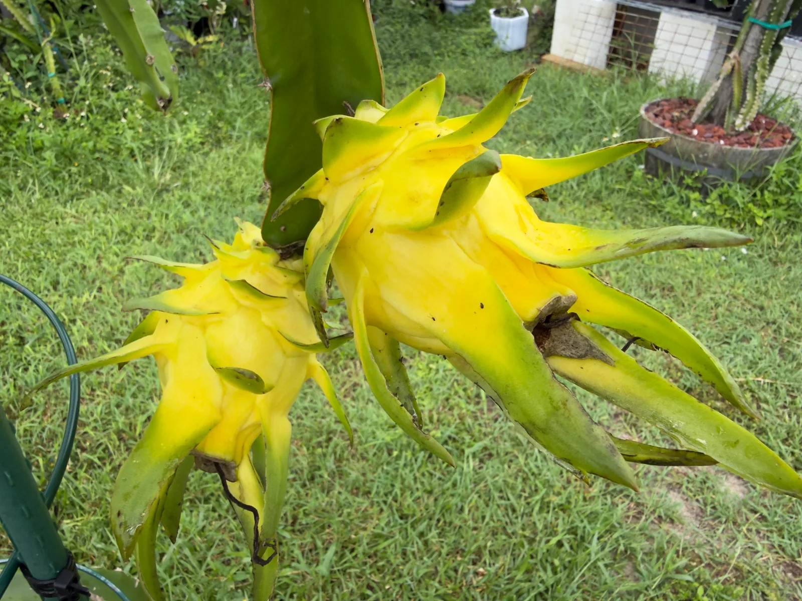 Two gorgeous yellow skinned ISsis dragon fruit, growing on the plant.
