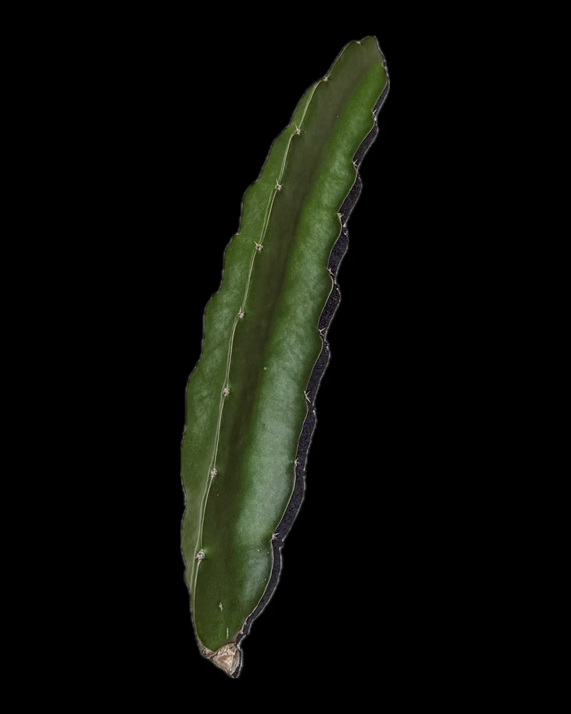 A dragon fruit cutting, standing in until Ax has its own photograph.