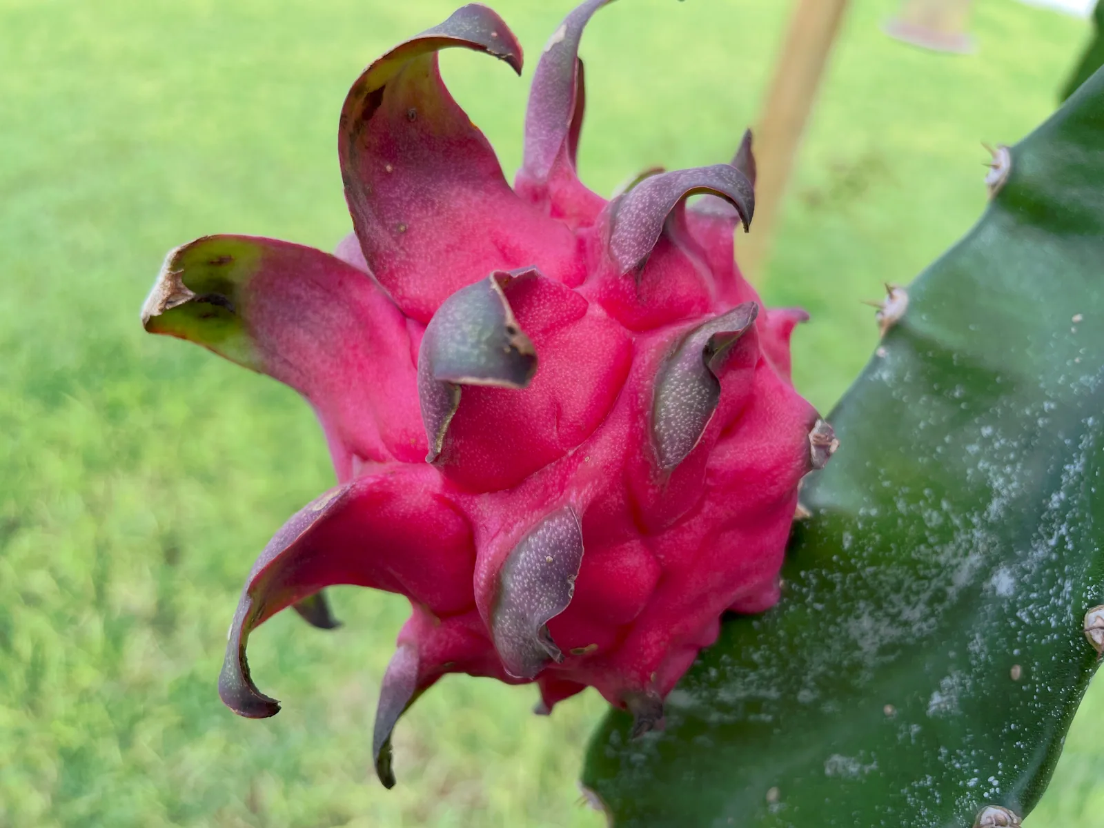 A Selenicereus Purpusii fruit, fully ripened and on the plant, its purple-tipped brachs curling back from a vibrant magenta colored skin.