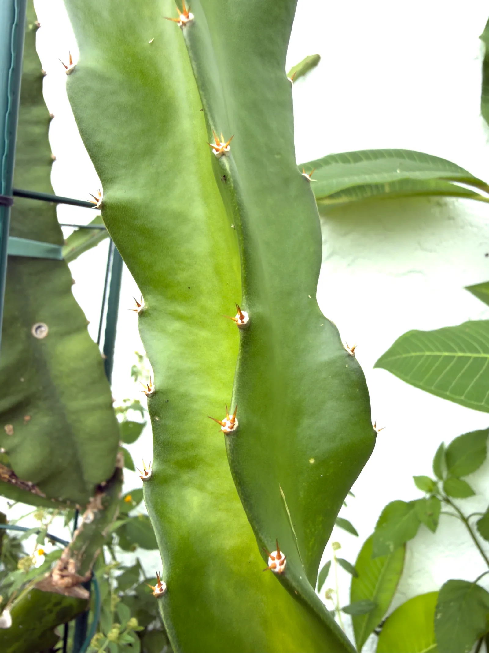 This is an image of one of Robles Red's beautiful branches. Healthy and green with jagged ribs, and growing somewhat twisty.