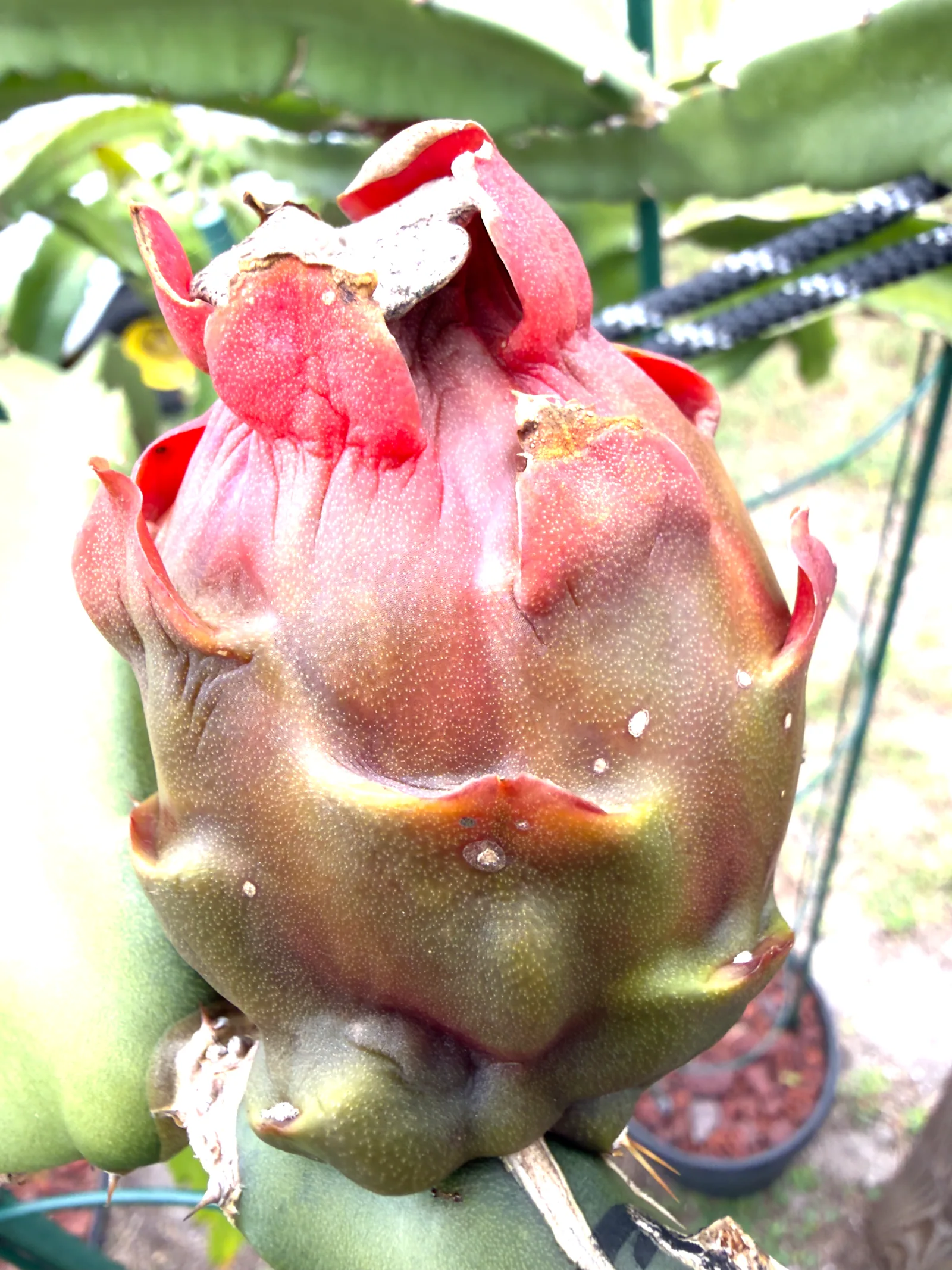 A picture of an incredible looking ripening fruit from a Sugan Dragon plant. It's incredibly unique shape is rather eye-catching.